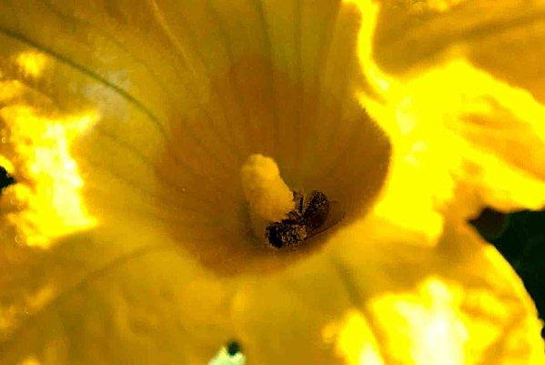 Interlude fleuri et air entêtant fleur-potimarron.jpg