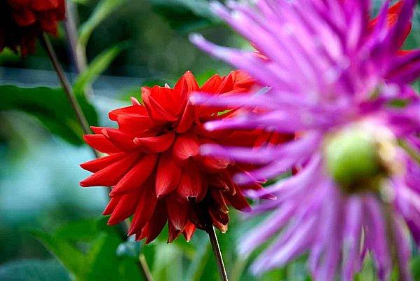 Interlude fleuri et air entêtant dahlias-mauve_inverse.jpg