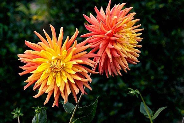 Interlude fleuri et air entêtant dahlias_feu.jpg