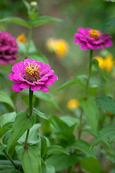 Interlude fleuri et air entêtant zinias_violets3.jpg