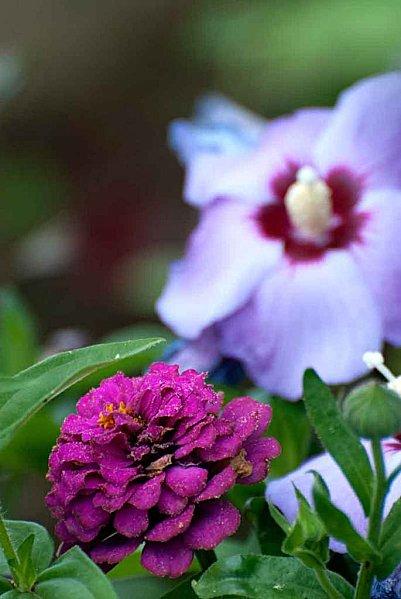 Interlude fleuri et air entêtant zinias_altheas.jpg