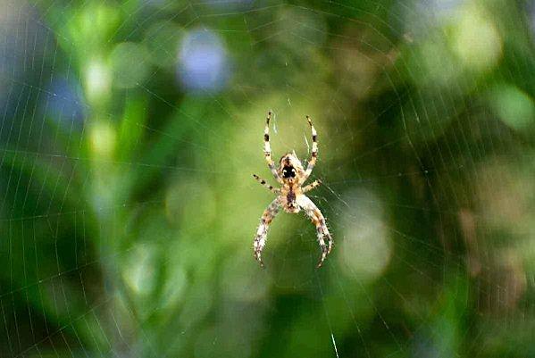 Interlude fleuri et air entêtant araigne_toile.jpg