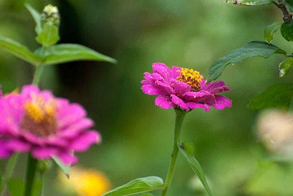 Interlude fleuri et air entêtant zinias_violets2.jpg