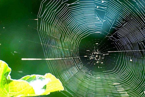 Interlude fleuri et air entêtant toile.jpg