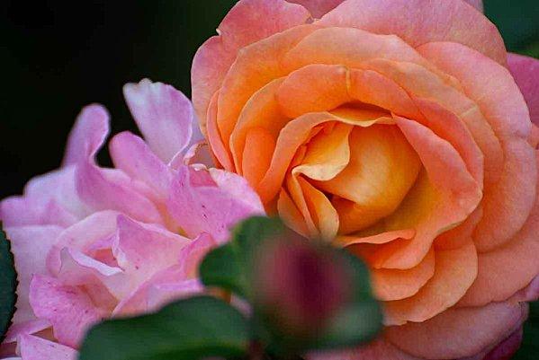 Interlude fleuri et air entêtant roses.jpg