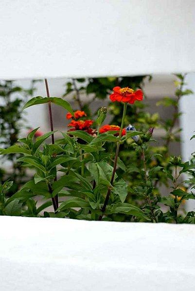 Interlude fleuri et air entêtant zinia_within_frame_oranges.jpg