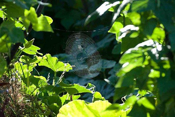 Interlude fleuri et air entêtant top-0912-araigneetoile.jpg