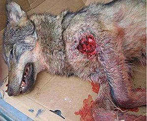 C'est trop bon de flinguer un animal protégé ! loup