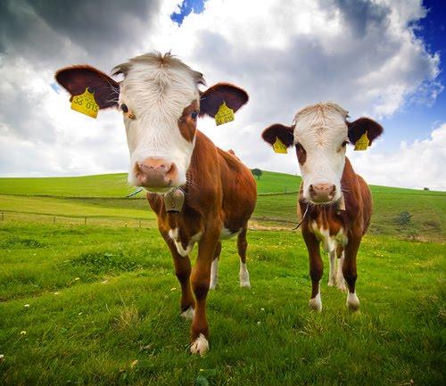 L'économie expliquée avec deux vaches L’économie expliquée très simplement