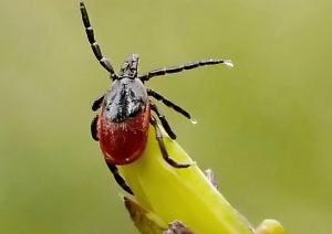 Maladie de LYME: Morsure de tique ne rime pas toujours avec Lyme – Zoonoses and Public Health
