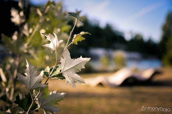 Reportage Photo - Venez passer une nuit sur un nuage... dans le Nuage ! Refuge périurbain du parc de l'Ermitage à Lormont ! 1 (37)