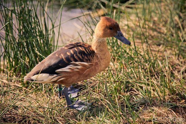 Reportage Photo - Venez passer une nuit sur un nuage... dans le Nuage ! Refuge périurbain du parc de l'Ermitage à Lormont ! 1 (72)