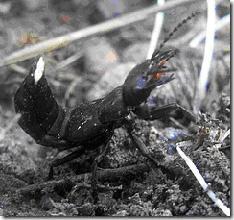 staphylin noir Le Staphylin Noir (Ocypus olens)