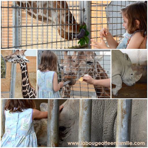 zoo-lunaret-montpellier-girafe-rhinoceros Le bilan de nos vacances : des idées de séjour en famille près de Montpellier