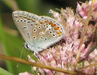 L’Azuré de l’Ajonc 120912 L'azuré de l'ajonc (2).jpg