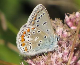 L’Azuré de l’Ajonc 120912 L'azuré de l'ajonc (1).jpg