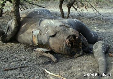 Éléphants en danger : 25 pays africains tirent la sonnette d'alarme