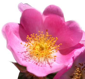 huile rose musquée rosamosqueta florent pagny régénérante 