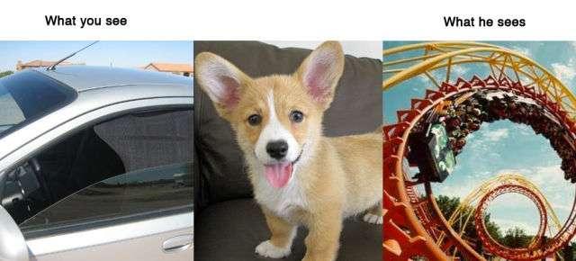 Ce que voient les animaux Ce que voient les animaux