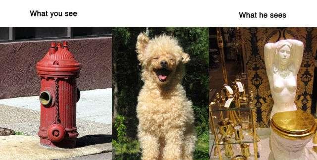 Ce que voient les animaux Ce que voient les animaux