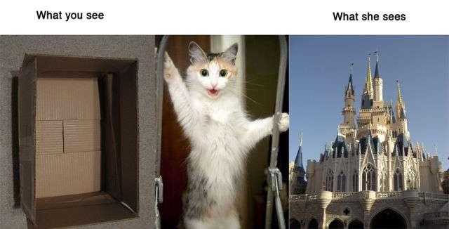 Ce que voient les animaux Ce que voient les animaux