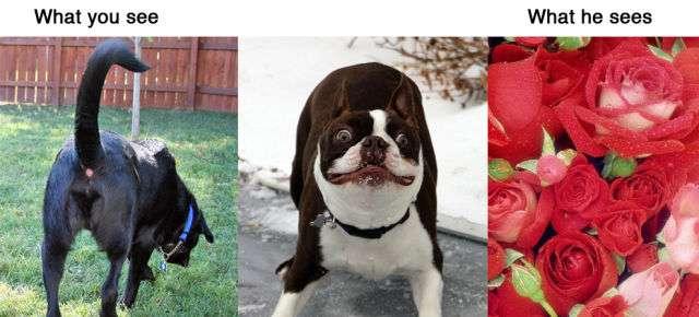 Ce que voient les animaux Ce que voient les animaux