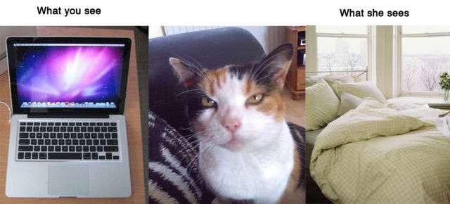 Ce que voient les animaux Ce que voient les animaux