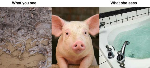 Ce que voient les animaux Ce que voient les animaux