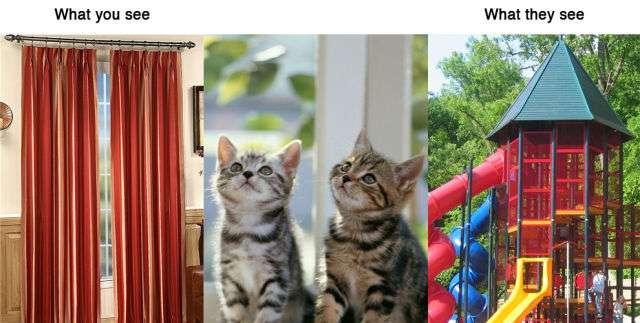 Ce que voient les animaux Ce que voient les animaux