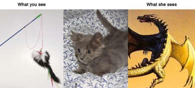 Ce que voient les animaux Ce que voient les animaux