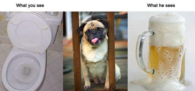 Ce que voient les animaux Ce que voient les animaux