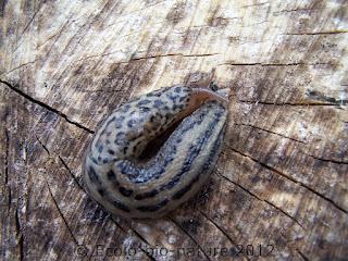 La limace tigrée : une limace mangeuse de limace
