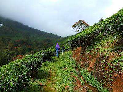 Plantations de beau thé aux alentours de Munnar Plantations de beau thé aux alentours de Munnar