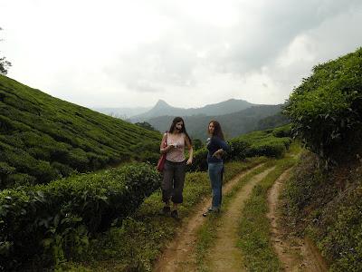 Plantations de beau thé aux alentours de Munnar Plantations de beau thé aux alentours de Munnar