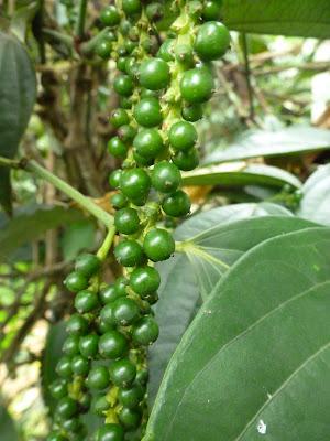 Plantations de beau thé aux alentours de Munnar Plantations de beau thé aux alentours de Munnar