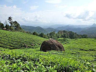 Plantations de beau thé aux alentours de Munnar Plantations de beau thé aux alentours de Munnar