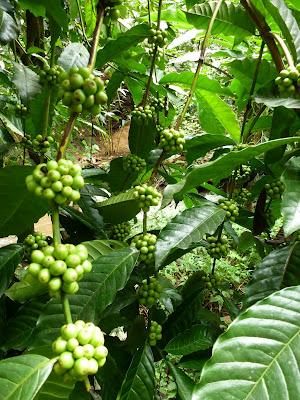 Plantations de beau thé aux alentours de Munnar Plantations de beau thé aux alentours de Munnar