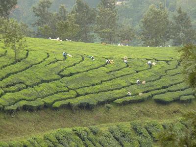 Plantations de beau thé aux alentours de Munnar Plantations de beau thé aux alentours de Munnar