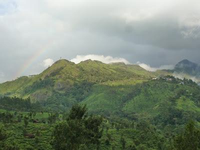 Plantations de beau thé aux alentours de Munnar Plantations de beau thé aux alentours de Munnar