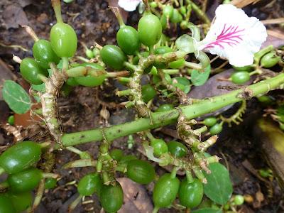 Plantations de beau thé aux alentours de Munnar Plantations de beau thé aux alentours de Munnar