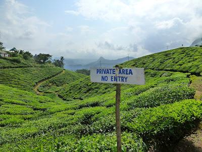 Plantations de beau thé aux alentours de Munnar Plantations de beau thé aux alentours de Munnar