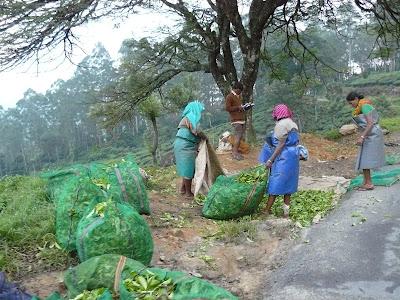 Plantations de beau thé aux alentours de Munnar Plantations de beau thé aux alentours de Munnar
