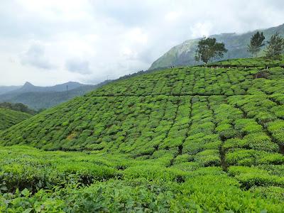 Plantations de beau thé aux alentours de Munnar Plantations de beau thé aux alentours de Munnar