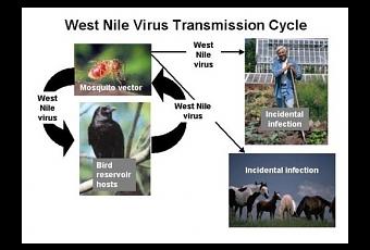 west nile virus essay papers