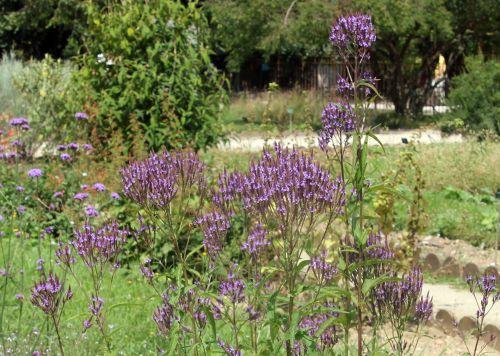 verbena hastata 2 21 juil 2012 105.jpg