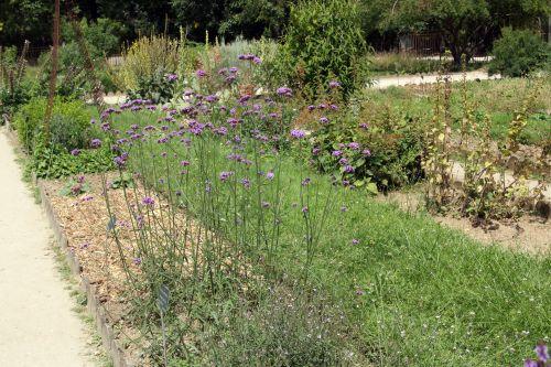 2 verbena bonariensis paris 21 juil 2012 119.jpg