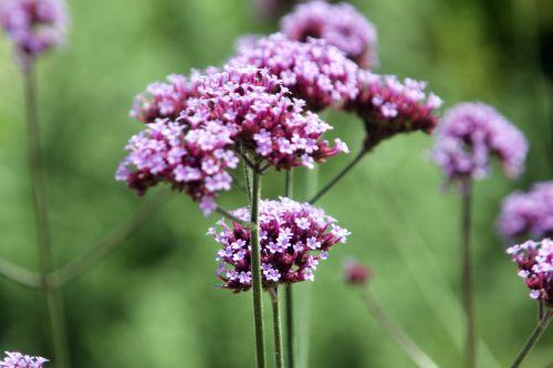 3 verbena bonariensis paris 21 juil 2012 104.jpg