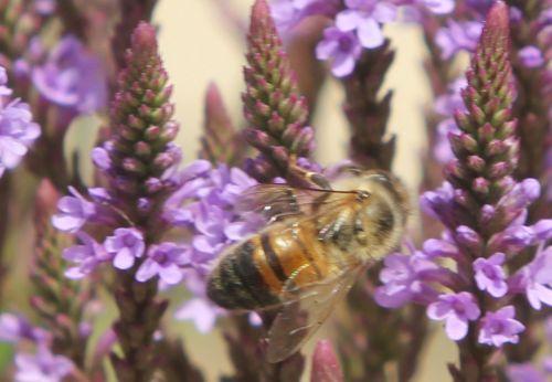 verbena hastata 8 abeille paris 21 juil 2012 108.jpg