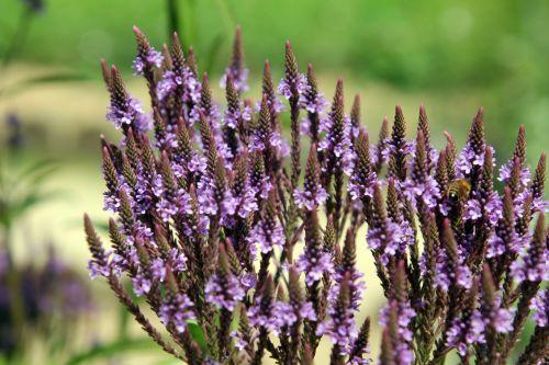 verbena hastata 5 paris 21 juil 2012 112.jpg