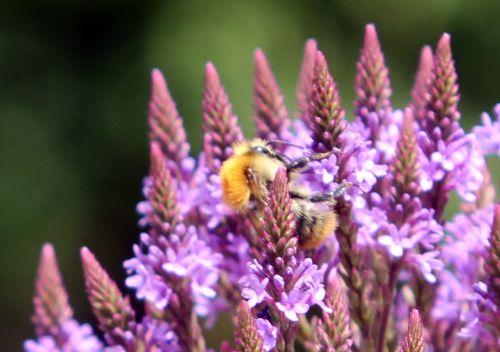 verbena hastata 6 paris 21 juil 2012 118.jpg